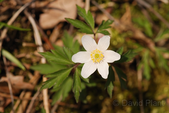 Wood anenome - B.jpg - Wood anenome in flower - Cambridgeshire